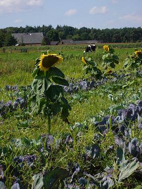  zonnenbloemen tussen de kool